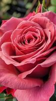 Vivid Pink Rose in Bloom photo