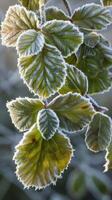 Frost Covered Green Leaves photo