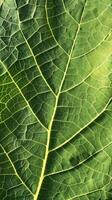 Sunlit Leaf Veins Macro photo