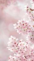 Cherry Blossoms in Soft Focus photo