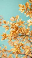 Golden Foliage Against Cyan Sky photo