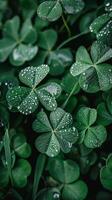 gotas de lluvia en hojas de trébol foto