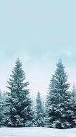 Snowy Fir Trees in Winter photo