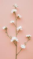 Delicate White Flowers on Pink photo