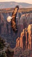 Eagle Soaring Over Canyon photo