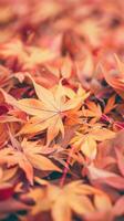 Autumn Maple Leaves Close Up photo
