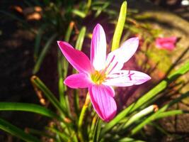 Zephyranthes rosea, commonly known as the pink rain lily, is a species of rain lily native to Peru and Colombia. photo