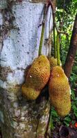 africano verano frutas llamado jaca científico nombre artocarpo heterophyllus jaca colgando en jaca árbol. cerca arriba foto