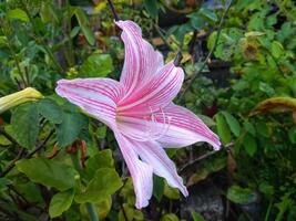 rosado amarilis flor floraciones en el jardín con amarilis fondo, amarilis doble flores, suave atención foto