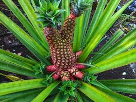 piña plantación, de cerca de piña árbol foto