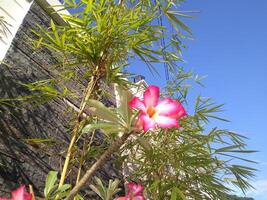 yellow bamboo growth beside wall photo