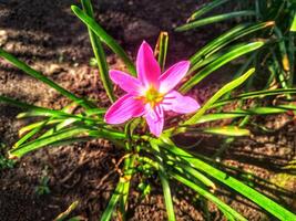 Zephyranthes rosea, commonly known as the pink rain lily, is a species of rain lily native to Peru and Colombia. photo