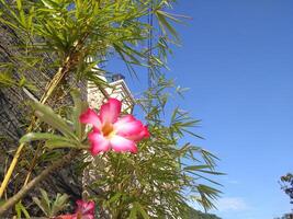 adenium obesum flower bignonia on the yard. These flowers are generally used as decorations in the home page. photo