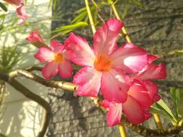 adenium obesum flower bignonia on the yard. These flowers are generally used as decorations in the home page. photo