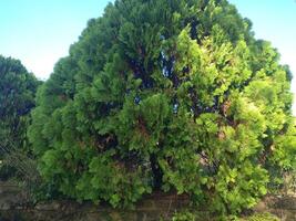 arboles con verde follaje en contra el azul cielo y nubes foto