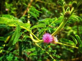 We always remember Mimosa pudica L as a plant that is able to close its leaves when touched or blown. photo