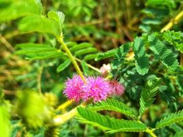 We always remember Mimosa pudica L as a plant that is able to close its leaves when touched or blown. photo