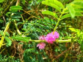 We always remember Mimosa pudica L as a plant that is able to close its leaves when touched or blown. photo