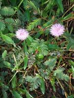 Putri Malu or Mimosa pudica L is a short shrub belonging to the legume tribe which is easily recognized because of its leaves which can quickly close,wither by themselves when touched. photo