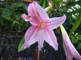 rosado amarilis flor floraciones en el jardín con amarilis fondo, amarilis doble flores, suave atención foto