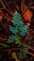 wild plant growth in the forest photo