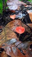 A pile of autumn mushrooms, with various shapes and colors, sprawled across the forest floor, creating a natural work of art. photo