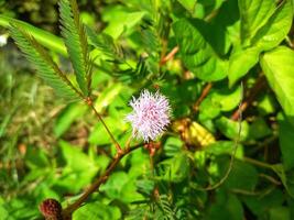 nosotros siempre recuerda mimosa pudica l como un planta ese es poder a cerca sus hojas cuando tocado o estropeado. foto