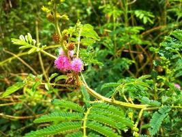 We always remember Mimosa pudica L as a plant that is able to close its leaves when touched or blown. photo