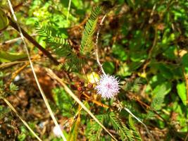 We always remember Mimosa pudica L as a plant that is able to close its leaves when touched or blown. photo