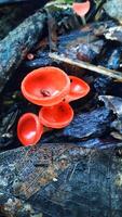 A pile of autumn mushrooms, with various shapes and colors, sprawled across the forest floor, creating a natural work of art. photo