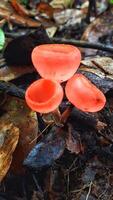 A pile of autumn mushrooms, with various shapes and colors, sprawled across the forest floor, creating a natural work of art. photo
