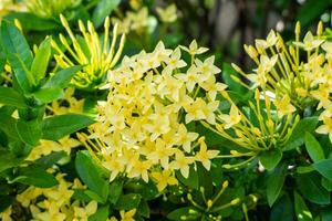 Yellow flowers blooming at the garden photo