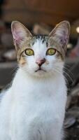 Cute adorable white cat with golden eyes photo