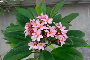 Beautiful blooming pink magenta flowers at the garden photo