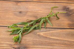 Green tarragon herb spice for cooking photo