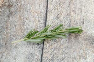 Rosemary branch - organic spicy herb photo