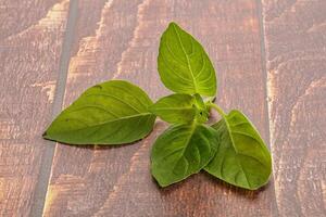 Raw green basil leaves seasoning photo