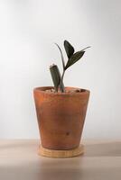 Seedlings of ZZ Plant or Zamioculcas zamiifolia in ceramic pots on a minimalist wooden table. photo