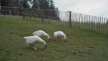 Three geese feeding in a meadow video