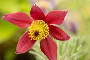 hermosa flor de un pasque flor pulsatilla vulgaris foto