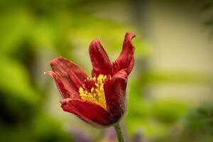 hermosa flor de un pasque flor pulsatilla vulgaris foto