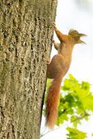 european brown squirrel climbs up a tree photo