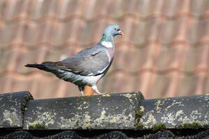 dove on a wall in the sun photo