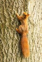 european brown squirrel climbs up a tree photo