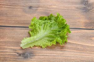 Ripe green salad lettuce leaf photo