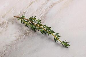 Aroma seasoning thyme stem with leaves photo