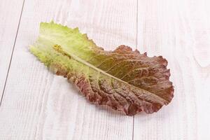 Green lettuce salad leaf isolated photo