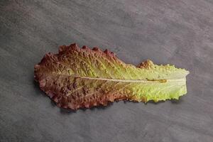 Green lettuce salad leaf isolated photo