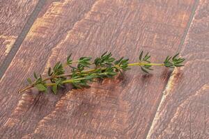 Aroma seasoning thyme stem with leaves photo