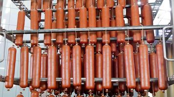 formación de salchichas enfriamiento en carne Procesando instalación, un cuadrícula de brillante salchichas Fresco desde de fumar en un carne Procesando planta. video